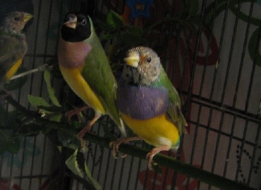 Black headed purple breasted green back Lady Gouldian finch with offspring